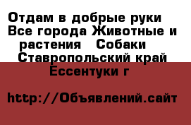 Отдам в добрые руки  - Все города Животные и растения » Собаки   . Ставропольский край,Ессентуки г.